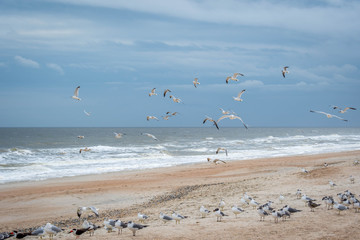 Flock of birds flying along the coastline of Amelia Island, Florida