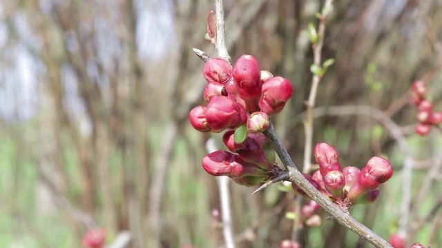 Red fruit on the branch