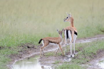 Mother and baby gacel thomson