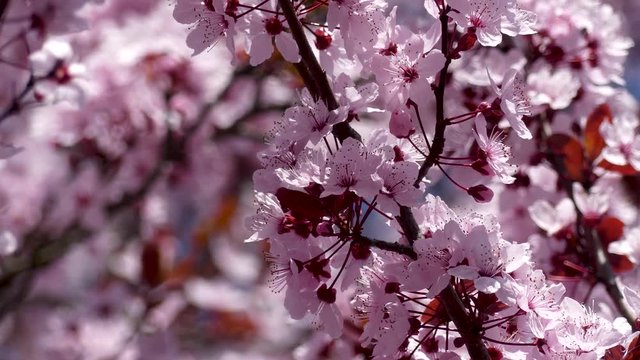 Spring sherry/cherry flowers blooming in daylight