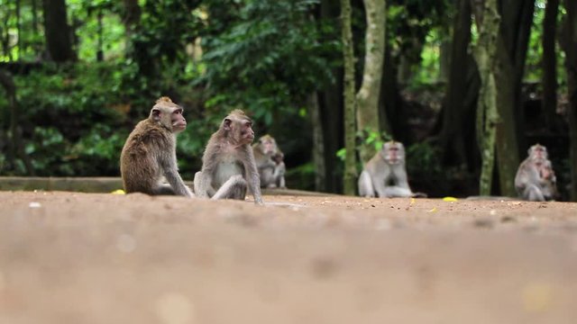 Group of monkeys leisurely relaxing in the forest minding their own business while looking around with two adult monkey on focus and others in blurry background