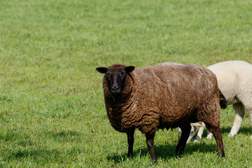 Schafe auf gr&uuml;ner Weide