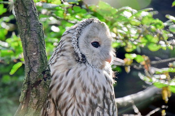 Owl Strix Uralensis European Asian Rare Birds Closeup Side View Portrait 