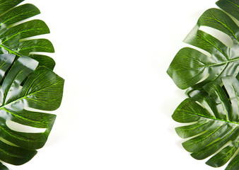 Fototapeta na wymiar Green palm leaves