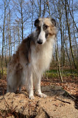 Borzoi dog standing in a forest with his forelegs on a stump of a tree.