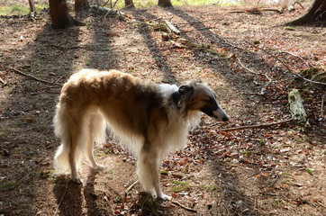 Borzoi dog standing relaxed in a forest with the light coming from behind.
