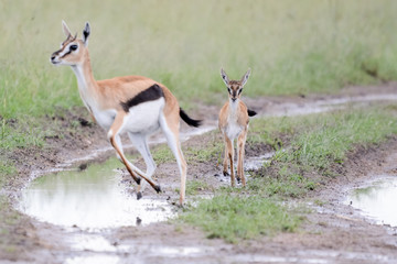 Mother and baby gacel thomson