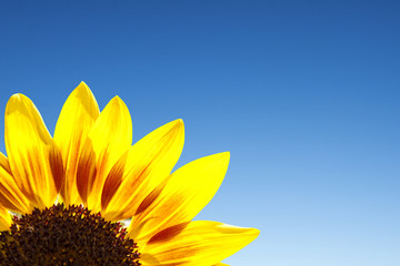 Sunflower close up, blue sky background
