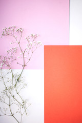 Backgrounds and layout. Minimalistic geometric background of white, pink and coral shade with a gypsophila branch