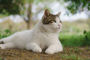 Obraz premium 猫