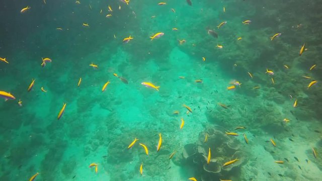 FIschschwarm im Indischen Ozean