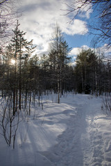 winter forest on a Sunny day