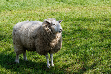Schaf auf grüner Weide