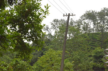 forest and flower