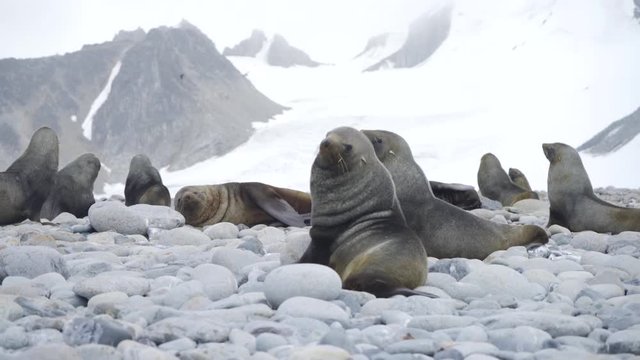 Group of Antarctic Seals on Rocky Beach in Antarctica
