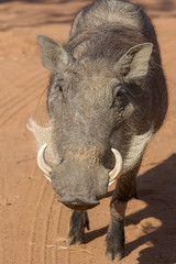 Warthog