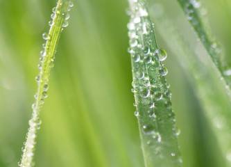 Water drops on green grass in spring season