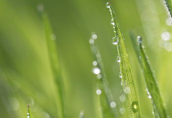 Fototapeta premium Water drops on green grass in spring season