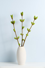 Branches with green spring buds in vase on shelf near blue wall