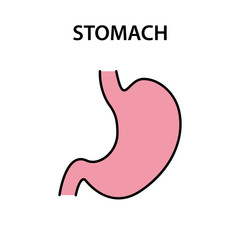 Human internal organ stomach. Healthy strong organs. Vector illustration.