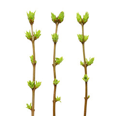 Branches with green spring buds isolated on white background