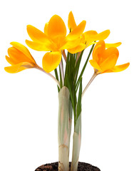 Yellow crocus spring flower