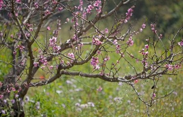 spring blossoms background