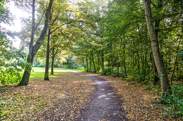 Fototapeta premium Kręta ścieżka w parku publicznym w Hadze w Holandii w słoneczny dzień wczesną jesienią