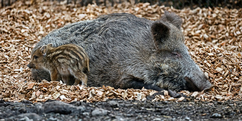 Wild sow and her piglet on the splinters. Latin name - Sus scrofa	