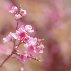 Fototapeta na wymiar spring blossoms background