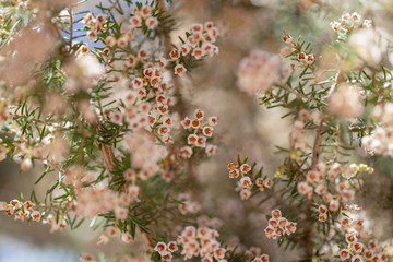 Flora of Gran Canaria - Erica arborea