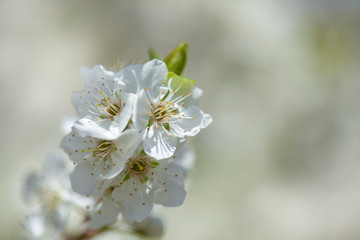 spring blossoms background