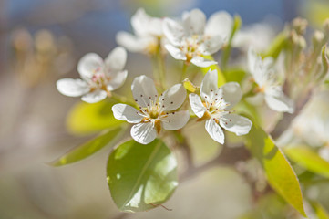spring blossoms background