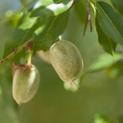 newly formed green almonds