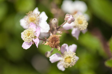 Flora of Gran Canaria - blackberry