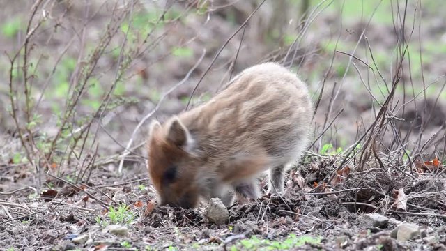 Wild boar piglets search feed on the forest floor, spring (sus scrofa), germany