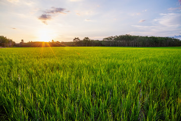 Rice field with sunrise or sunset and sunbeam flare