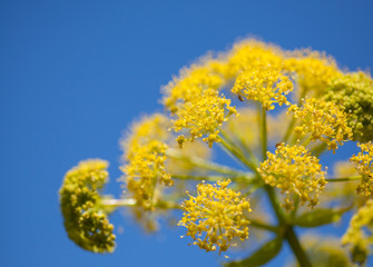 Flora of Gran Canaria - Ferula linkii, Giant Canary Fennel
