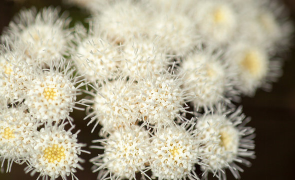 Flora Of Gran Canaria - Ageratina Adenophora