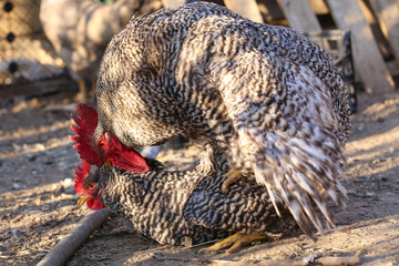 Mating of rooster and hen