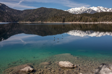 Fototapeta premium klares Wasser des Eibsee im Frühjahr