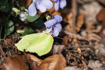 Common Brimstone Butterfly on Violet Flower in Springt