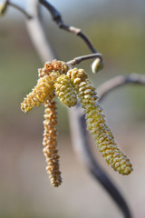 Corkscrew hazel