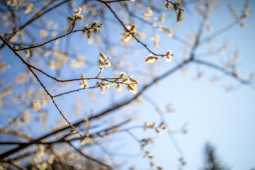 Obraz premium gelbe Weidenkätzchen vor blauem Himmel