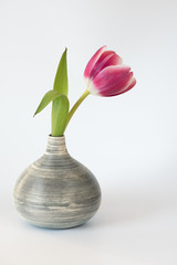 Tulpe / Frühlingsblume