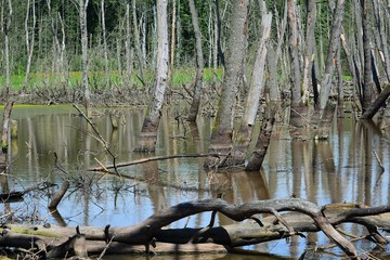 SUMPFGEBIET TOTES HOLZ NATURSCHUTZ