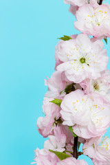 Beautiful pink almond blossoms , macro photo