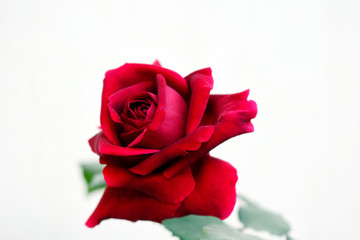 red rose isolated on white background