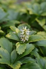 Japanese pachysandra