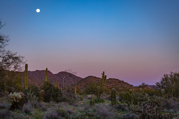 The full moon rising above the Sonoran desert in Arizona turns the sky beautiful soft pastels and paints the desert cactus, mountains and wildflowers in colors that seem to glow, adding to its beauty